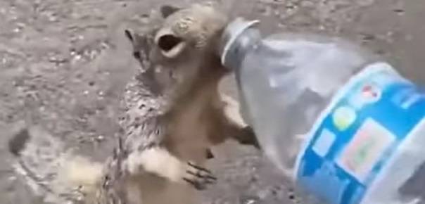Wiewiórka "zaczepia" turystów i prosi ich o wodę. To nagranie podbija sieć! [WIDEO]