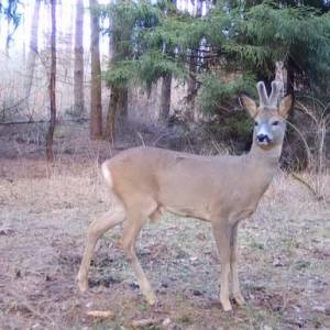 Romanse dzikich zwierząt zarejestrowała ukryta kamera. "Ale to jest słodkie!" [WIDEO]