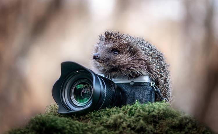 Kangur gra na niewidzialnej gitarze. Zobacz finalistów konkursu najzabawniejszych zdjęć zwierząt! [FOTO]