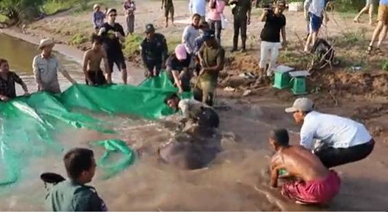 Złowiono największą rybę słodkowodną w historii. Opublikowano wideo [NAGRANIE]