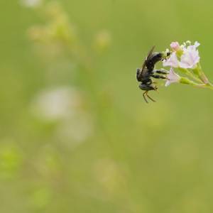 To jedyny taki przypadek na świecie. Pszczoły objęto ochroną prawną 