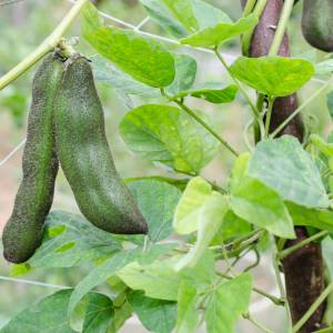 Ta roślina strączkowa pomaga w walce ze stresem. Mało kto o tym wie!