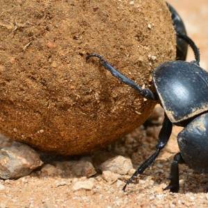 Żuk Gnojarz wędruje śladami Drogi Mlecznej?