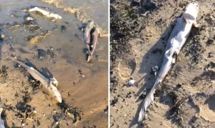 Masowy mord rekinów. Okaleczono i zabito blisko 100 zwierząt 