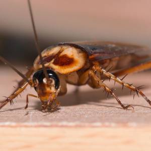 Karaluchy w Lublińcu. Lokatorzy nie radzą sobie z insektami. Miasto pomoże?          