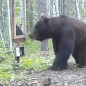 Niedźwiedź zobaczył swoje odbicie w lustrze. Fotopułapka uchwyciła jego reakcję. Nagranie to hit! [WIDEO] 