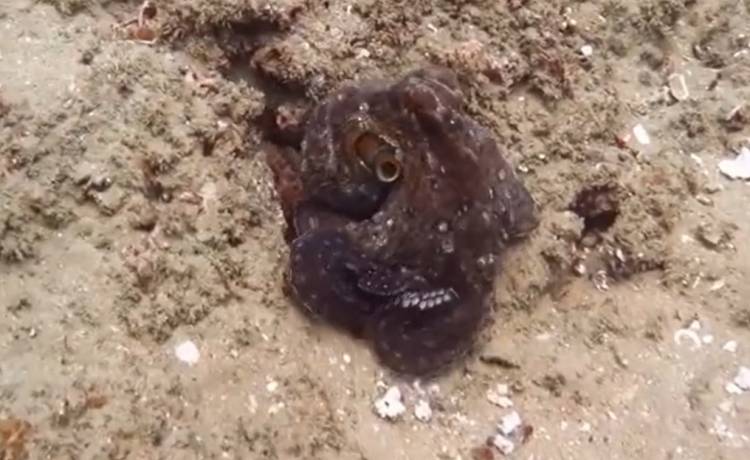 Trudno zobaczyć to zwierzę. Jest wręcz niewidzialne! [WIDEO]