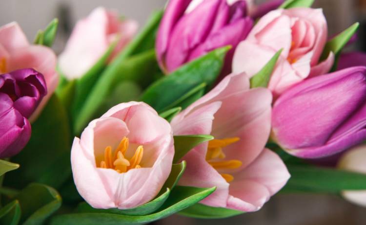 Które kwiaty wybrać na wielkanocny stół? Sprawdź nasze propozycje!                                                                   
