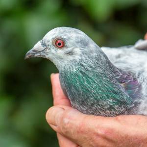 Znaleziono meldunek wojskowy sprzed ponad 100 lat. Został wysłany za pomocą gołębia pocztowego