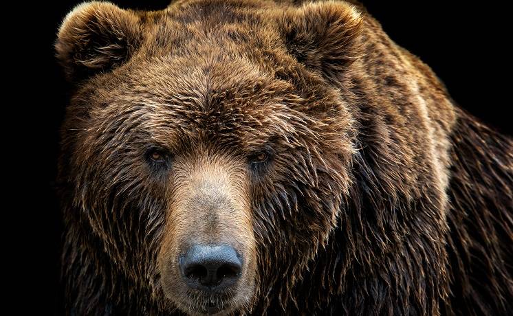 Gang „niedźwiedzi włamywaczy” terroryzuje mieszkańców! „Warknął na mnie i próbował dosięgnąć swoją łapą”