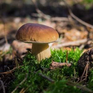 Poszedł na grzyby. Okaz, który znalazł, jest rekordowy. Niesamowite! [FOTO]