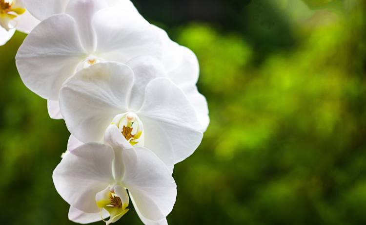 Kachor Valentyna/Shutterstock