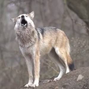 Kamera uchwyciła wilcze "śpiewy". Słyszeliście kiedyś coś takiego?! [WIDEO]