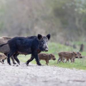 Zaskakujący cover "Małomiasteczkowego"! Nosowska śpiewa w obronie dzików                                                                                 