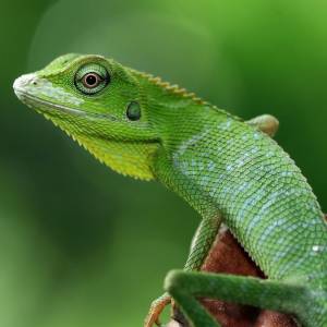 Jaszczurka w staniku. Mały podróżnik przebył ponad 6 tysięcy kilometrów! Przeżył?