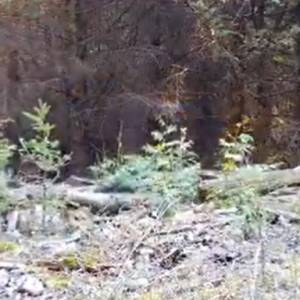 Wilki kontra niedźwiedź. Moment ataku uchwyciła kamera! [WIDEO]