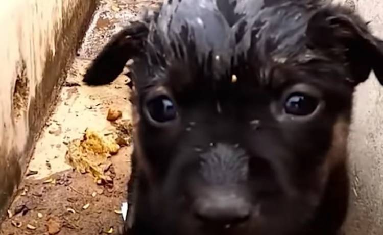 Mały piesek umiera samotnie. Wtedy zjawia się mężczyzna, który ratuje mu życie [WIDEO]