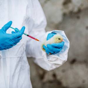 Zmarła 54-letnia kobieta. Nawrót ptasiej grypy. Następna epidemia w natarciu? 