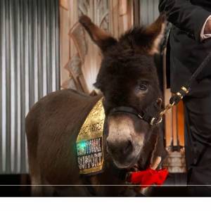 Osioł na gali rozdania Oscarów. Internauci nie są zadowoleni [WIDEO]
