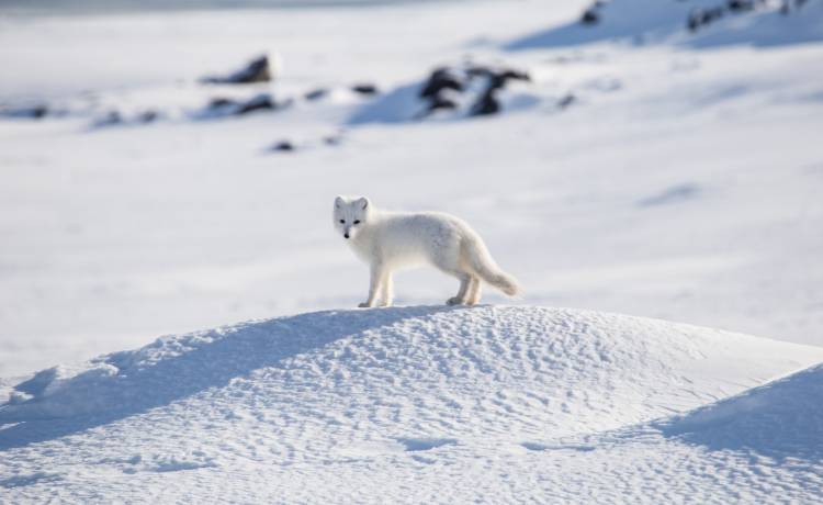 Naukowcy z PAN szukają ochotników na biegun północny! Dołącz do 43. wyprawy polarnej na Spitsbergen