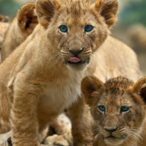 Kotowate są narażone na koronawirusa. Duże koty szczepione przeciw wirusowi Covid-19