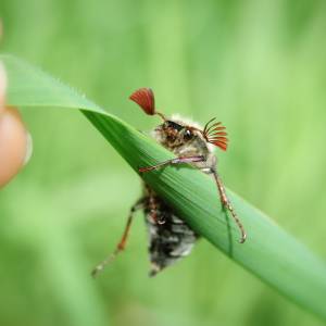 Chrabąszcz majowy już lata nam nad głowami. Czy jest groźny?