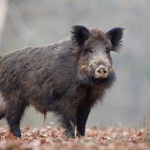 Dzik zaatakował w poznańskim parku. Miał ochotę na popcorn