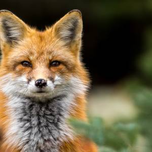 Uwaga na małe brunatne kostki! Wojewódzki Inspektorat Weterynarii w Lublinie: Nie wolno ich dotykać