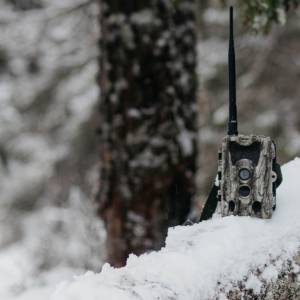 Biały daniel przyłapany! Niezwykle rzadkie zwierzę w obiektywie fotopułapki [WIDEO]