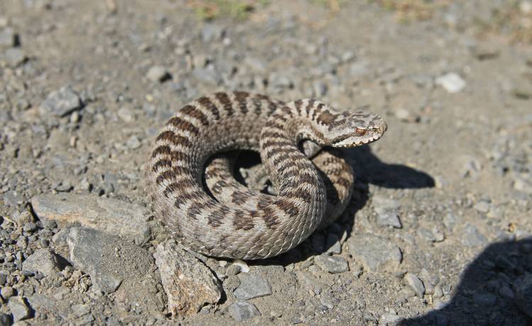 Żmije zygzakowate budzą się do życia. O tych rzeczach pamiętaj, kiedy ją spotkasz [FOTO]