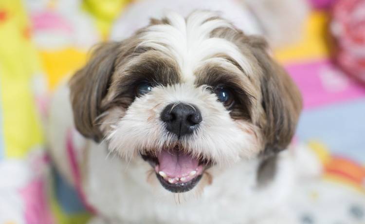 Mały piesek chodzi tylko na przednich łapach. To nie sztuczka, a wynik choroby [WIDEO]