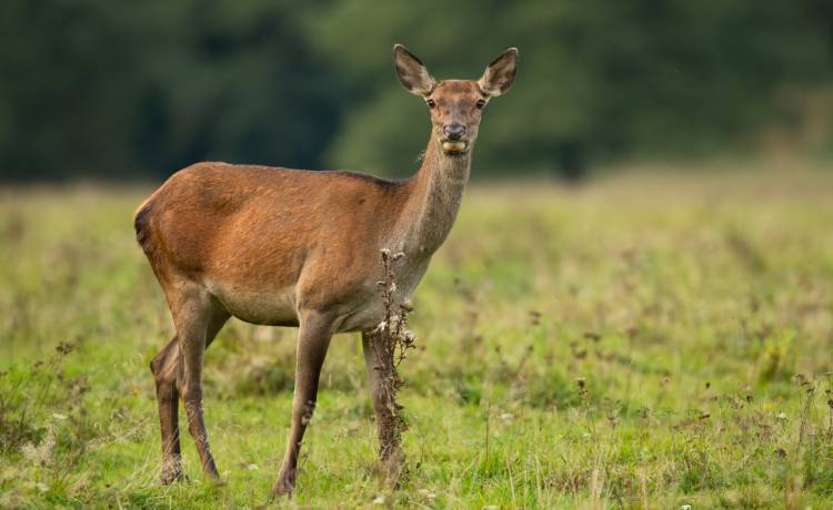 Łania przyszła pokazać psu swoje dzieci! Niezwykła przyjaźń zwierząt skradła serca internautów [WIDEO]