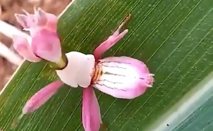 Ta "roślina" to w rzeczywistości niezwykła modliszka storczykowa [WIDEO]