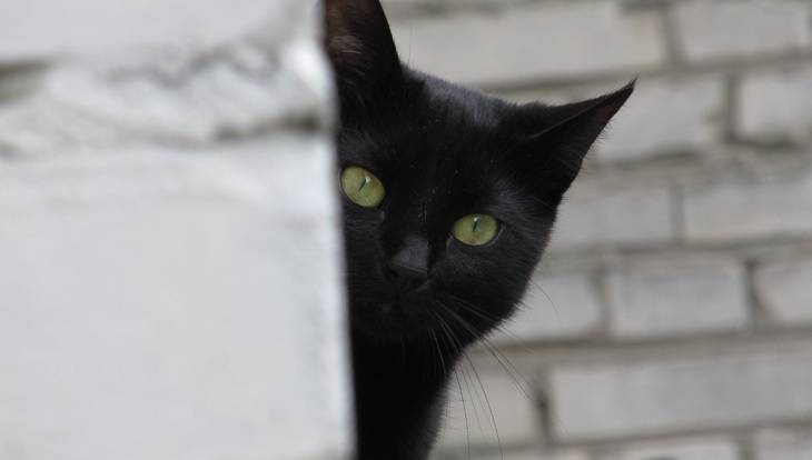 CIA szkoliła do szpiegowania... koty, kruki i delfiny. Agencja odtajniła dokumenty