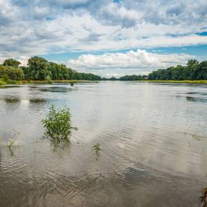 Masowe śnięcie ryb w Odrze a woda w kranie. MPWiK we Wrocławiu odpowiada