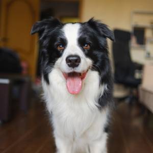 Polsat wstrzymuje prace nad programem o adopcjach psów. Co dalej z polskim „Dog House”?