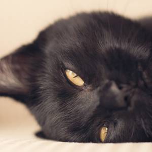 Dlaczego wielu z nas myśli, że czarny kot przynosi pecha? Skąd wziął się ten przesąd? Sprawdź!