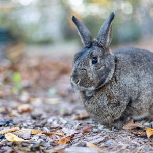 Personel linii lotniczych szarpał się z pasażerami. Poszło o królika. Nagranie obiegło sieć! [WIDEO]