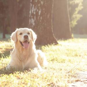 Sąsiedzka historia miłosna dwóch psów. Właścicielka jednego z nich nie wierzyła w to, co widzi!                                  