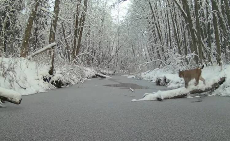 Spektakularny skok rysia uchwyciła kamera. Internauci w szoku: "Nie ryzykował kąpieli" [WIDEO]