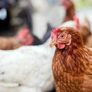 Kura do adopcji. W schronisku na nowego właściciela czekała Jadzia!