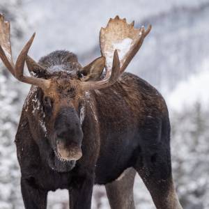 12-latek uratował młodszą siostrę przed łosiem dzięki wiedzy z gry komputerowej. Po latach został nagrodzony