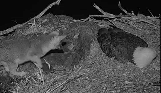 Mały lisek wszedł do gniazda śpiącego orła... Kamera wszystko nagrała! [WIDEO]
