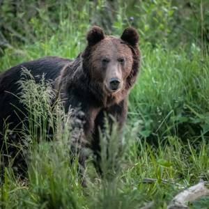 Bieszczadzki niedźwiadek odwiedził... cmentarz. Zaskakujący incydent na Podkarpaciu [WIDEO]