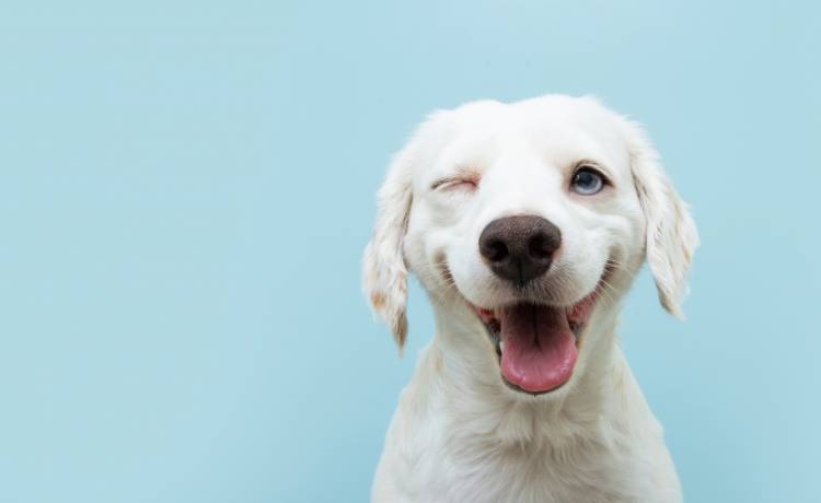 Simek ma tyle obowiązków, że szok! Potrzebuje skarpetek! Ciągnie za sobą niesprawne nóżki