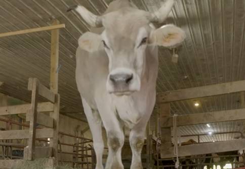 Ten wół pobił rekord Guinnessa. Jest największy na świecie! [WIDEO]