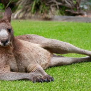 Kangur zaatakował... grupę modelek w bikini. Ten filmik podbija sieć! [WIDEO]