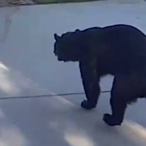 Opróżnił zawartość lodówki. Włamywaczem okazał się... niedźwiedź o trzech nogach [WIDEO]