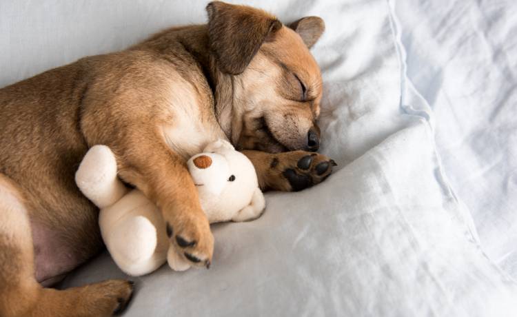 Czy zwierzę może śnić? Badania dały zaskakujący wynik!