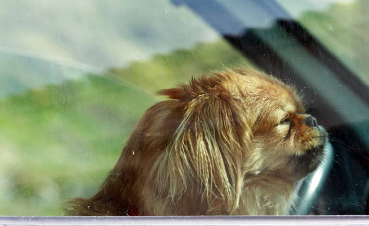 Widzisz psa zamkniętego w samochodzie? Oto, co możesz zrobić